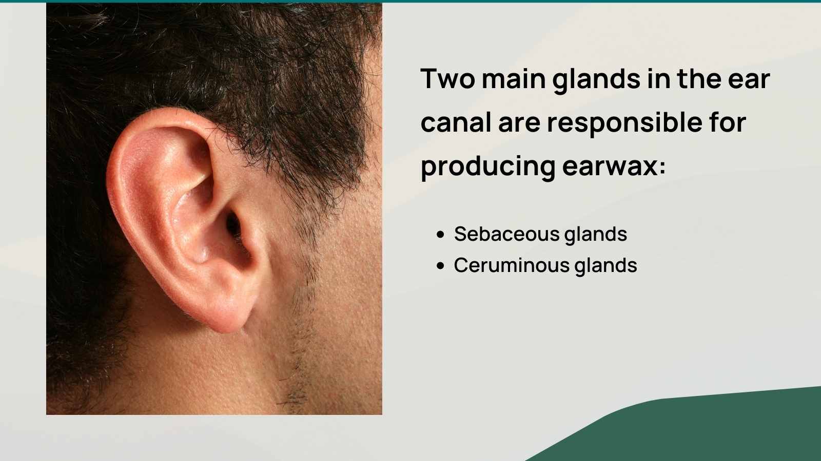 Everything You Need to Know About Earwax Glands